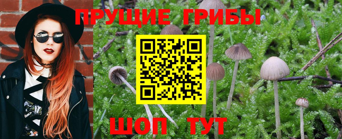 Галлюциногенные грибы Psilocybe Курчалой